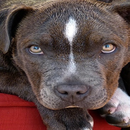 pitbull image
