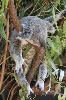 Koala pic