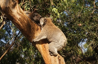 Koala pic