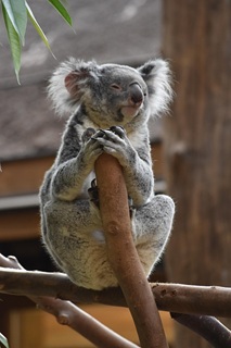 Koala pic