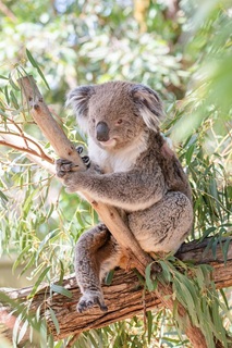Koala pic