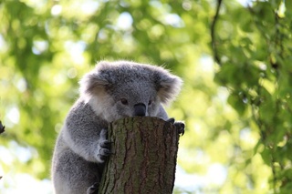 Koala pic